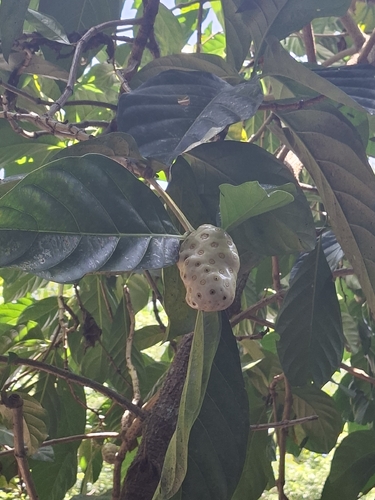 Morinda tomentosa — photo