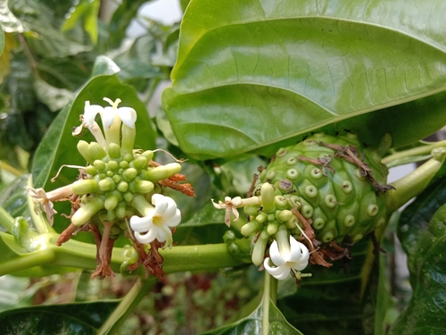Morinda tomentosa