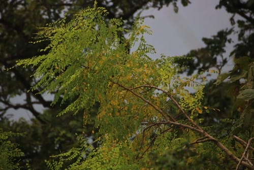 Moringa concanensis (Mahua) — photo