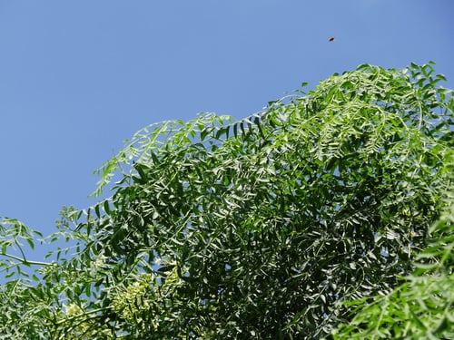 Moringa drouhardii (Madagascar moringa) — photo