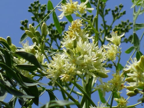 Moringa drouhardii (Madagascar moringa) — photo