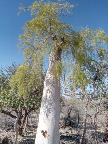 Moringa drouhardii
