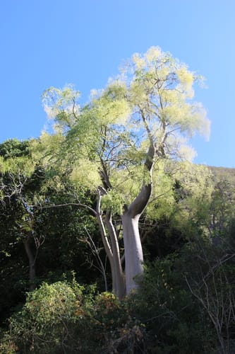 Moringa hildebrandtii (Hildebrandt's moringa) — photo