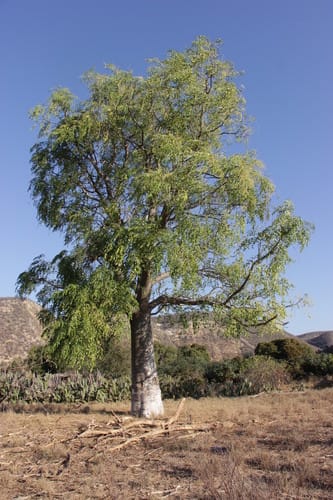 Moringa hildebrandtii (Hildebrandt's moringa) — photo