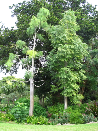 Moringa hildebrandtii