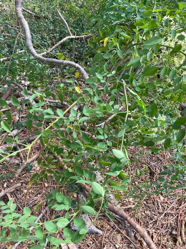 Moringa stenopetala (African horseradish tree) — photo