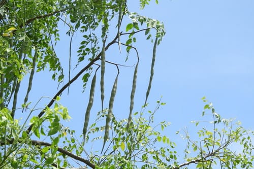 Moringa stenopetala (African horseradish tree) — photo
