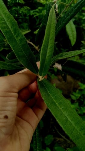 Morisonia longifolia — photo