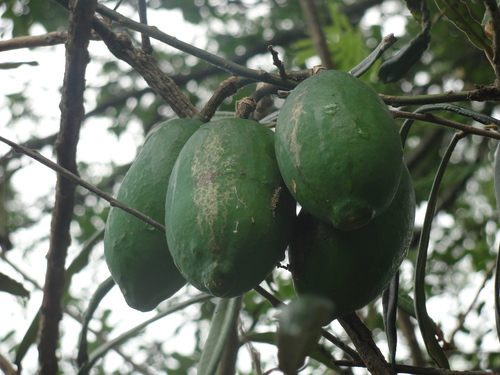 Morisonia longifolia