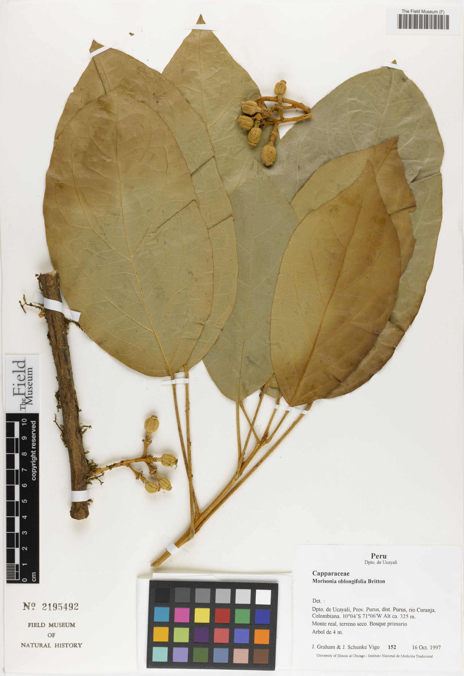 Morisonia oblongifolia (Oblong leaf morisonia) — photo