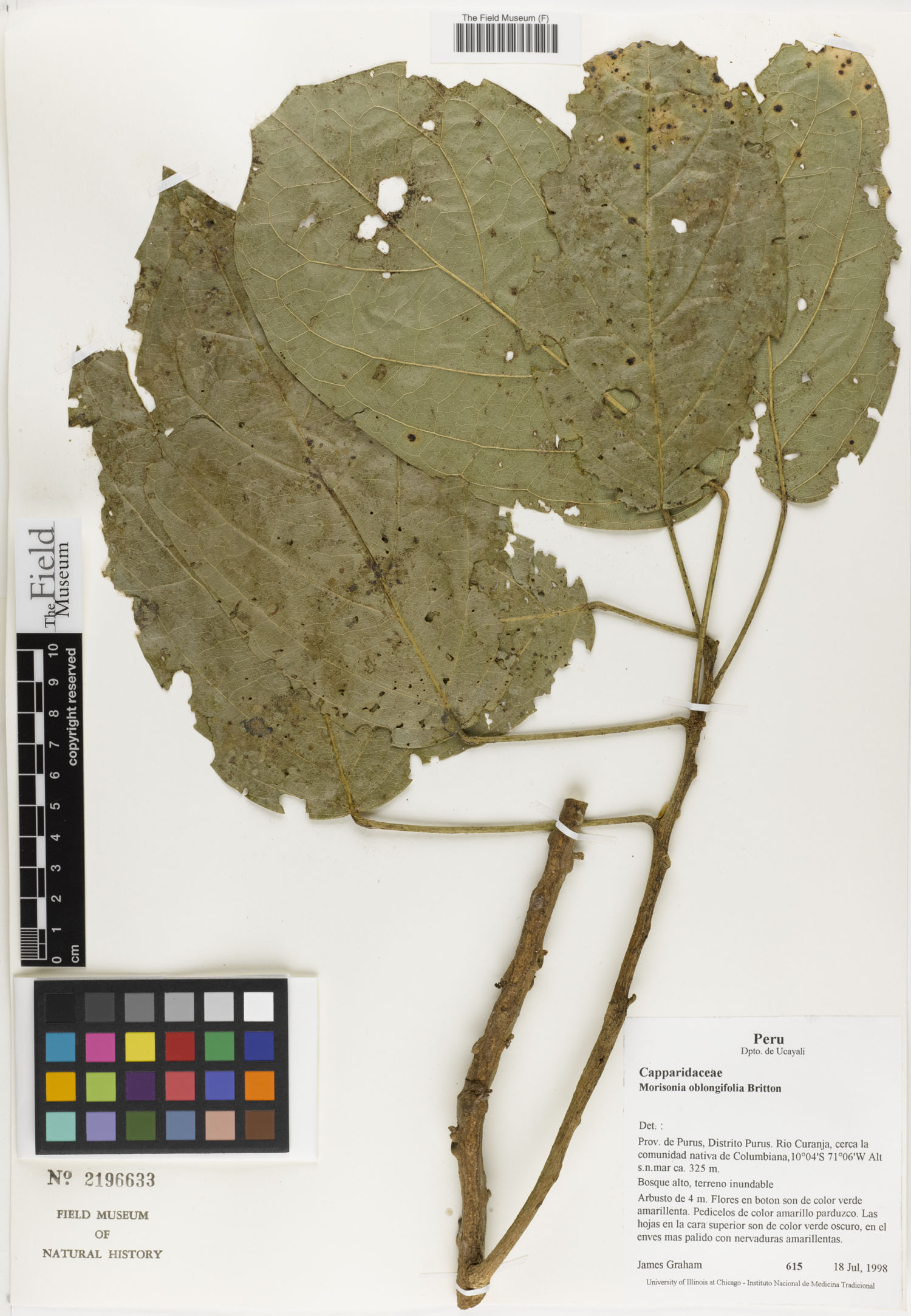 Morisonia oblongifolia