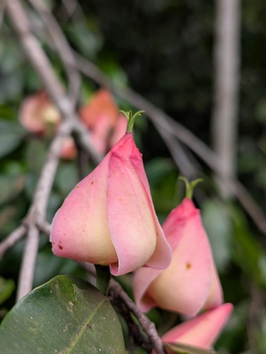 Moronobea coccinea