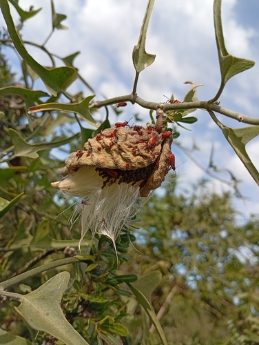 Morrenia brachystephana