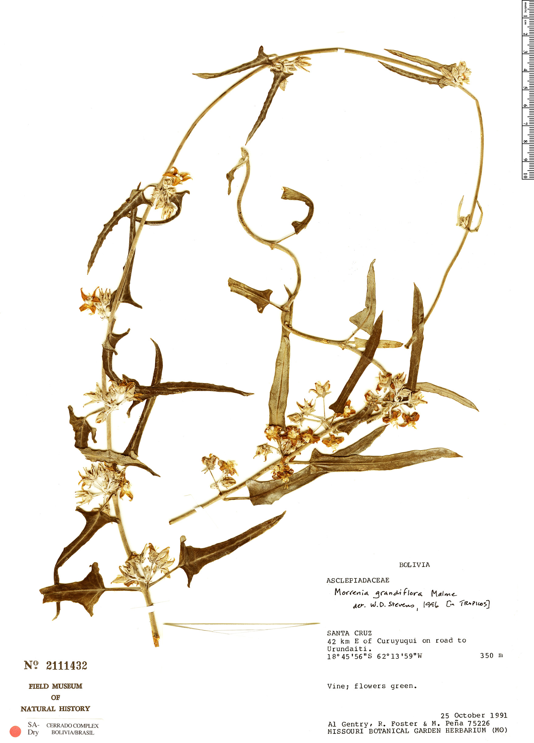 Morrenia grandiflora — photo