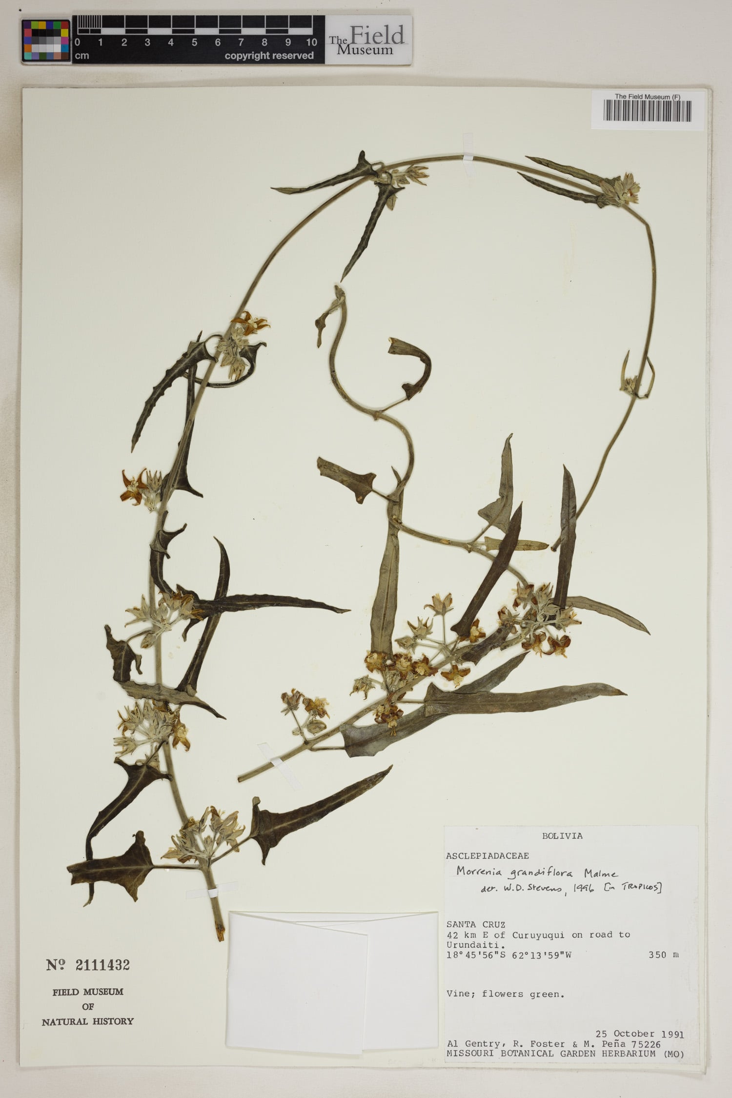 Morrenia grandiflora