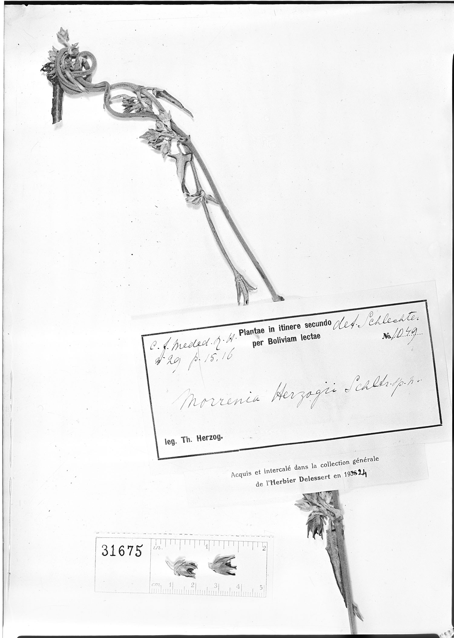 Morrenia herzogii — photo