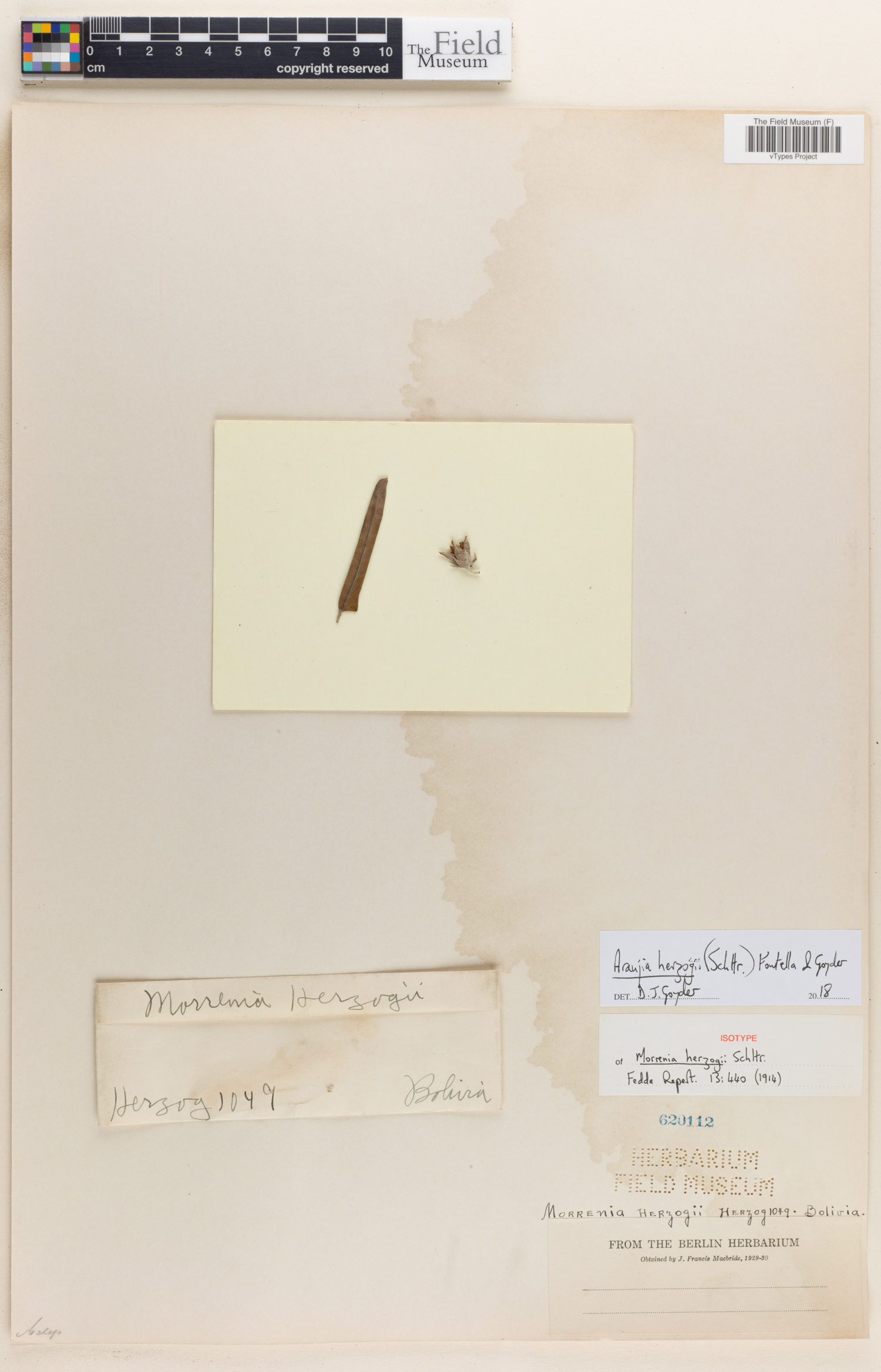 Morrenia herzogii — photo