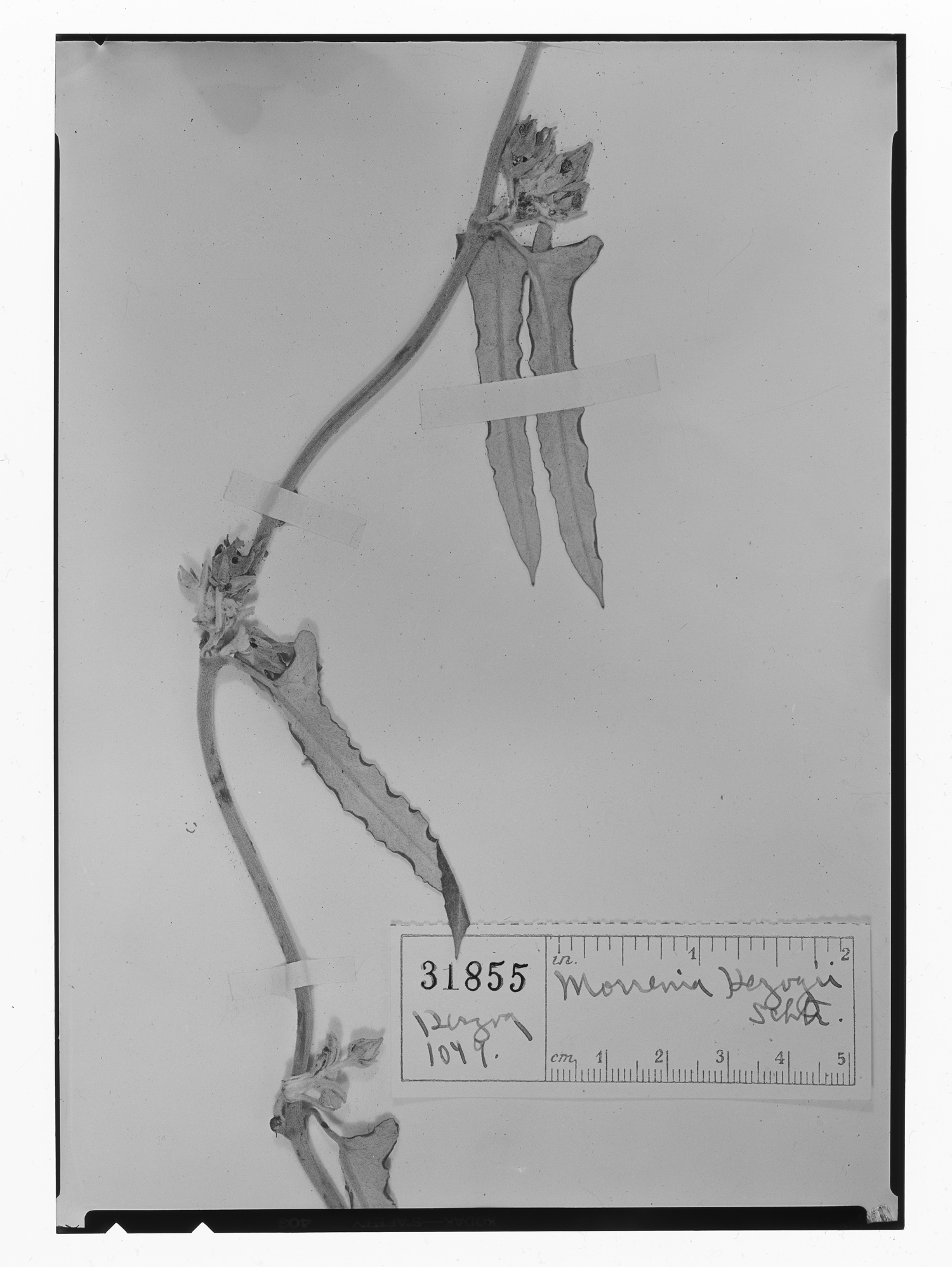 Morrenia herzogii