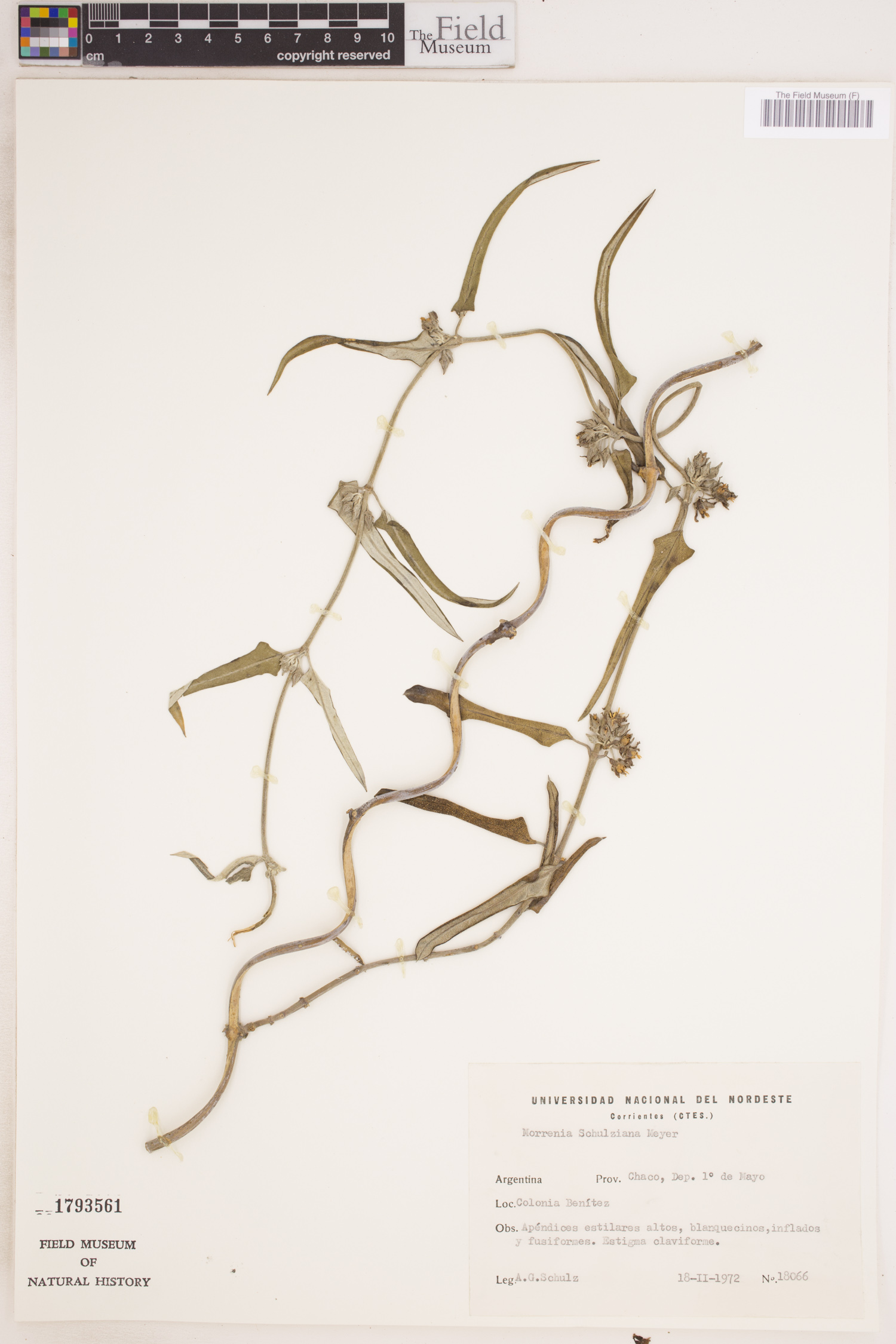 Morrenia stormiana