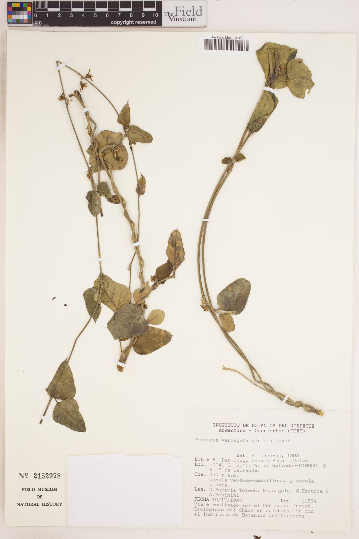 Morrenia variegata
