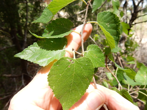 Morus celtidifolia (Hackberry leaf mulberry) — photo