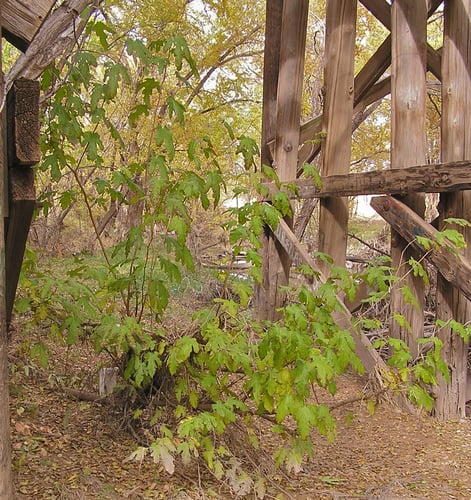 Morus celtidifolia (Hackberry leaf mulberry) — photo