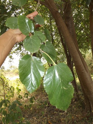 Morus celtidifolia
