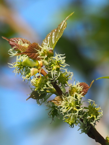 Morus indica (Indian mulberry) — photo