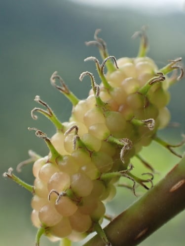 Morus indica (Indian mulberry) — photo