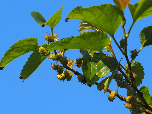 Morus indica