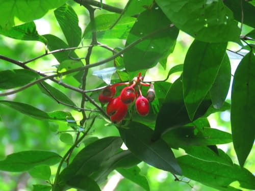Mosannona depressa (Depressed mosannona) — photo