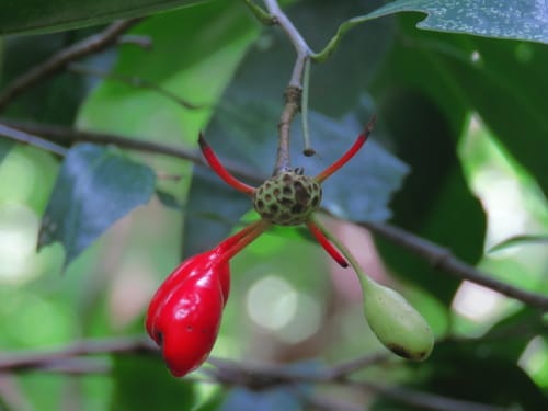 Mosannona depressa (Depressed mosannona) — photo