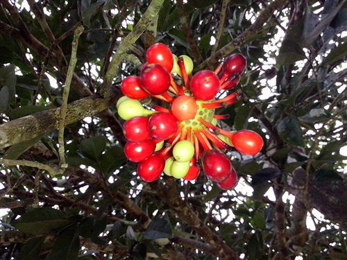 Mosannona depressa