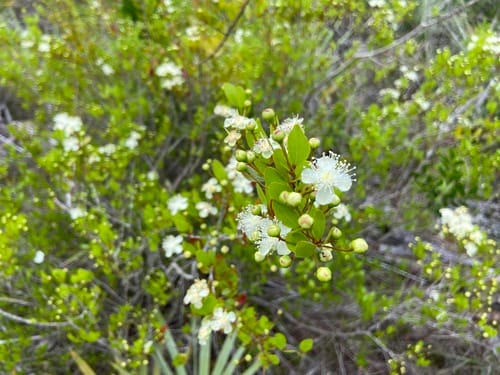 Mosiera longipes (Guayabilla) — photo