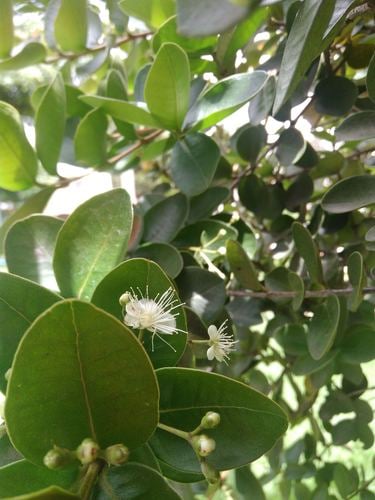 Mosiera longipes
