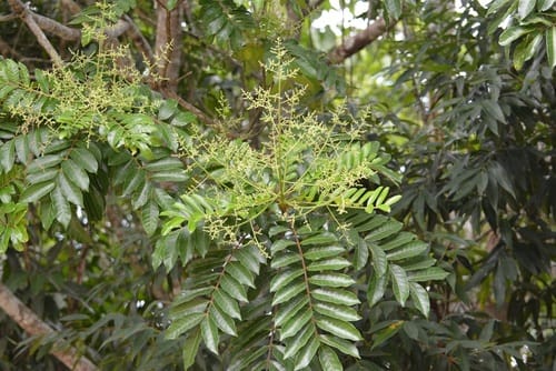 Mosquitoxylum jamaicense — photo