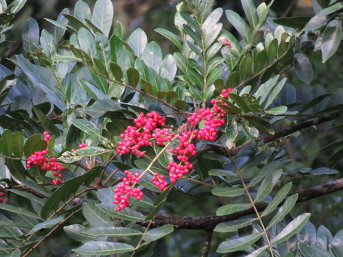 Mosquitoxylum jamaicense