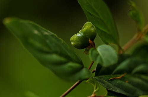 Mostuea hirsuta — photo