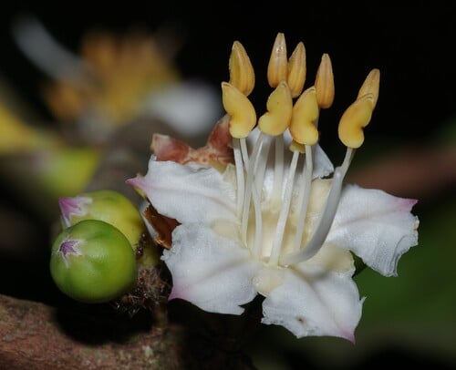 Mouriri grandiflora
