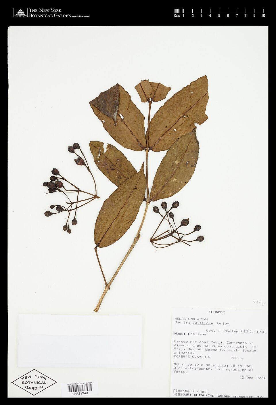 Mouriri laxiflora
