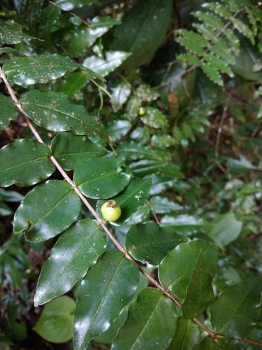 Mouriri myrtilloides subsp. parvifolia — photo