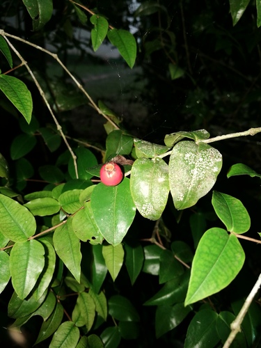 Mouriri myrtilloides subsp. parvifolia — photo