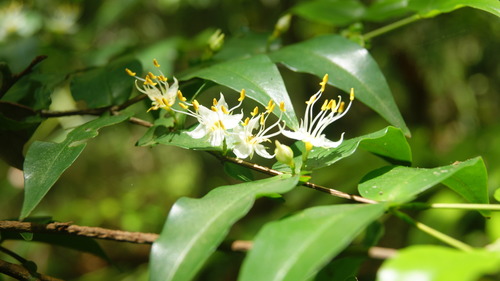 Mouriri myrtilloides subsp. parvifolia