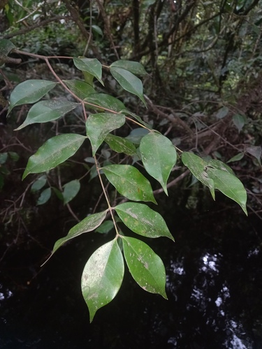 Mouriri oligantha