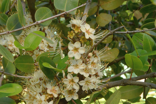 Mouriri pusa