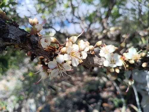 Mouriri pusa (Silverwood) — photo