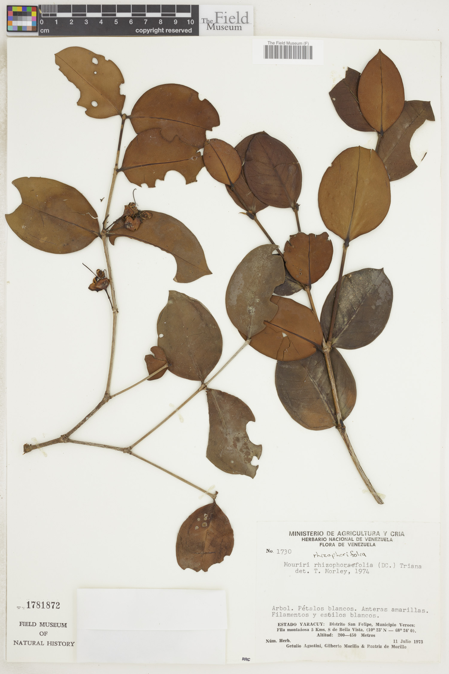 Mouriri rhizophorifolia (Guarataro) — photo