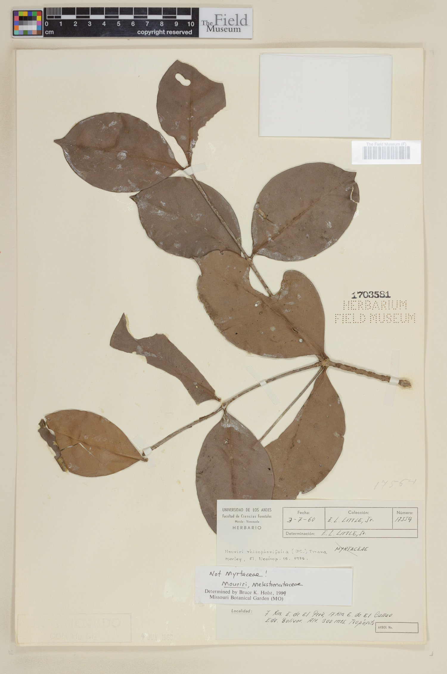 Mouriri rhizophorifolia (Guarataro) — photo