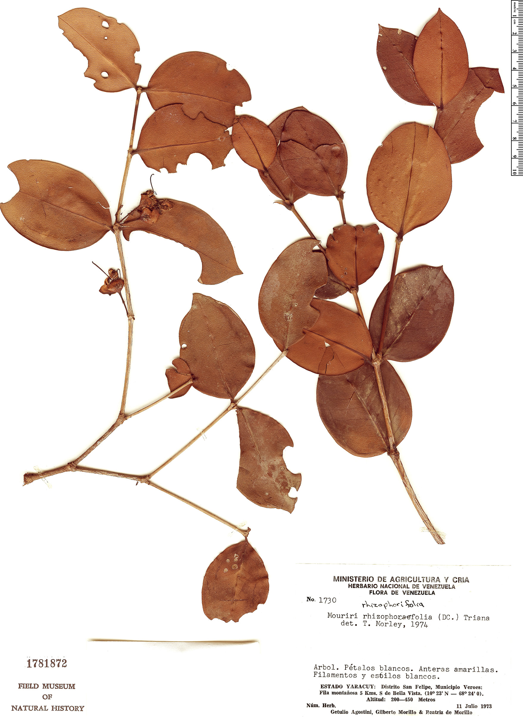 Mouriri rhizophorifolia