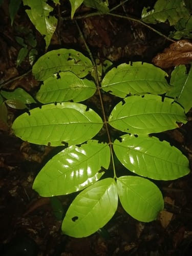 Mouriri sagotiana — photo